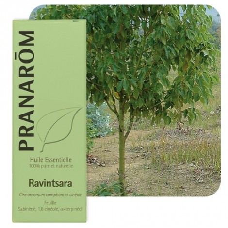 Huile essentielle de Ravintsara - 10 ml Huile essentielle de Ravintsara - 10 ml