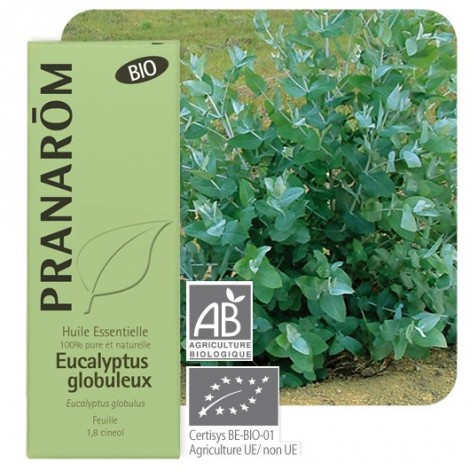Huile essentielle d'Eucalyptus globulus - BIO ! 