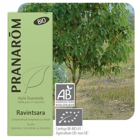 Huile essentielle de Ravintsara BIO - 10 ml Huile essentielle de Ravintsara BIO - 10 ml