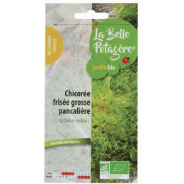 Chicorée grosse pancallière Frisée - Cichorium endivia L.