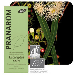 Eucalyptus radiata essentiële olië BIO