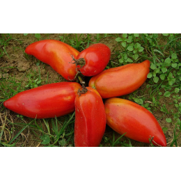 Andine Cornue tomaat zaden